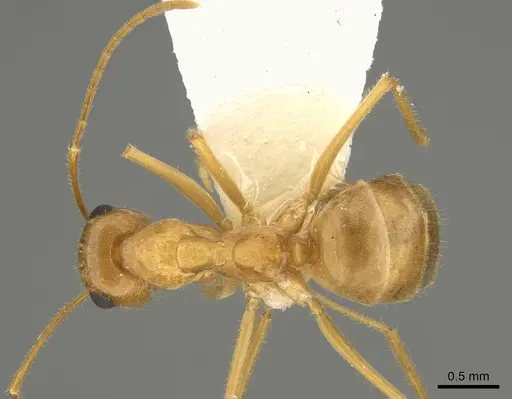 Myrmecocystus testaceus - CASENT0923354