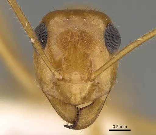 Myrmecocystus testaceus - CASENT0923354
