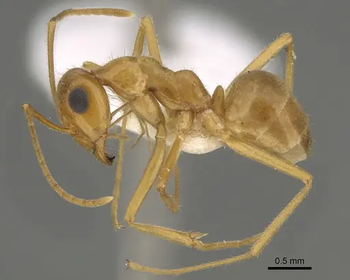 Myrmecocystus testaceus - CASENT0923354