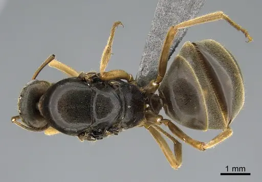 Myrmecocystus testaceus - CASENT0923645