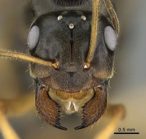 Myrmecocystus testaceus - CASENT0923645