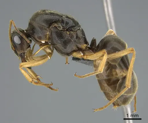 Myrmecocystus testaceus - CASENT0923645