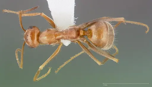 Myrmecocystus wheeleri specimen