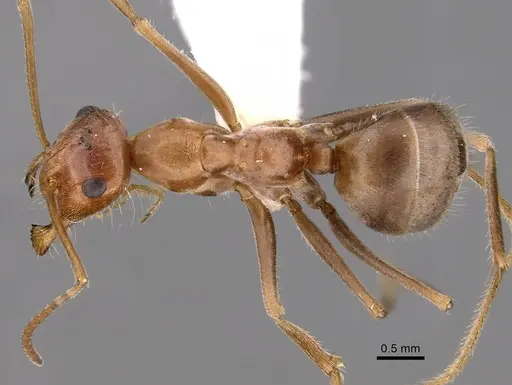 Myrmecocystus wheeleri - CASENT0280519