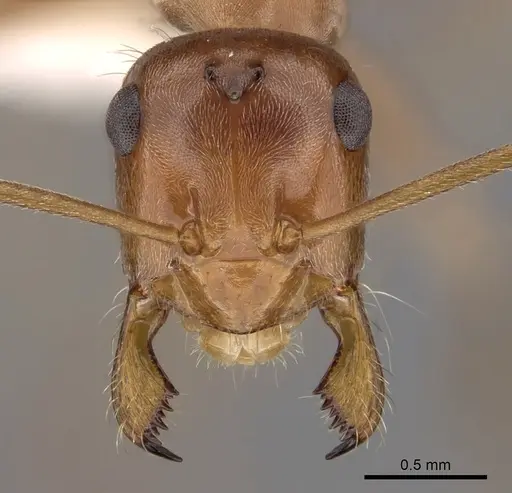 Myrmecocystus wheeleri - CASENT0280519