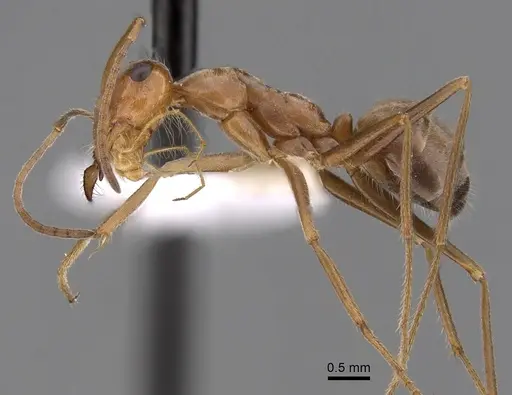 Myrmecocystus wheeleri - CASENT0280519