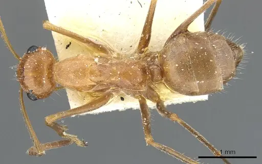 Myrmecocystus wheeleri - CASENT0903193