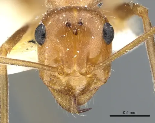 Myrmecocystus wheeleri - CASENT0903193