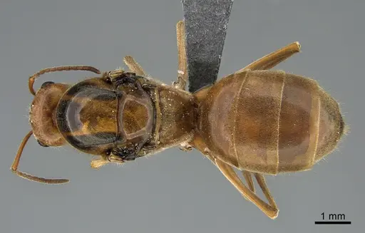 Myrmecocystus wheeleri - CASENT0923648