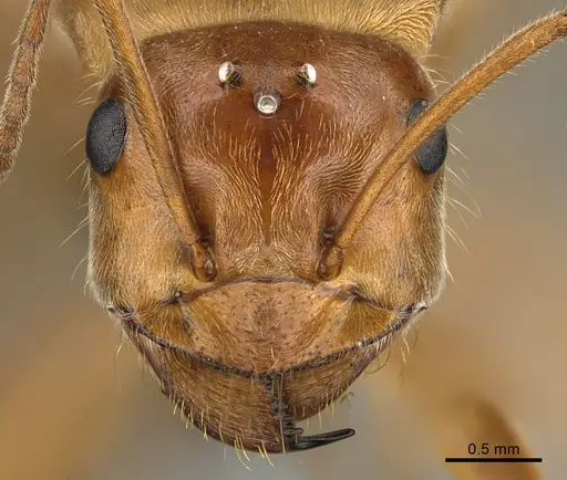 Myrmecocystus wheeleri - CASENT0923648