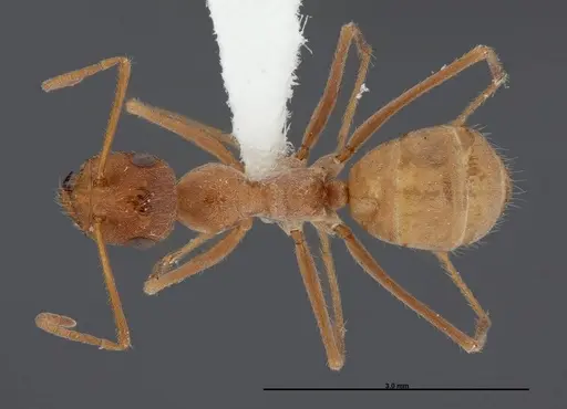 Myrmecocystus wheeleri - FMNHINS0000083098
