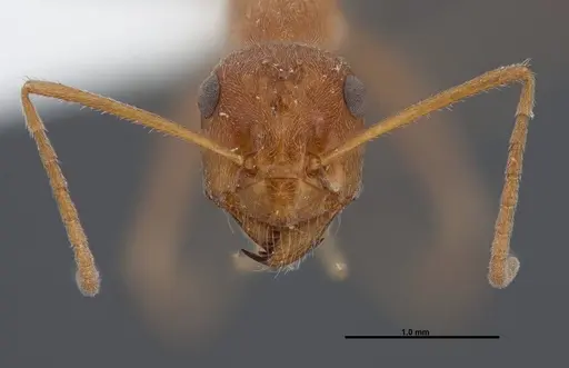 Myrmecocystus wheeleri - FMNHINS0000083098