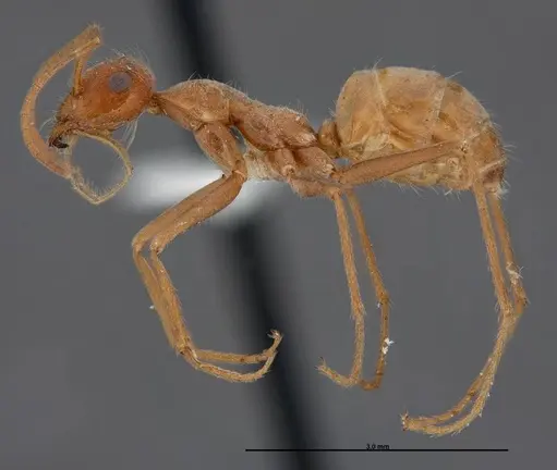 Myrmecocystus wheeleri - FMNHINS0000083098
