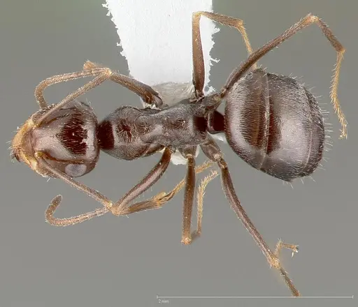 Myrmecocystus yuma specimen