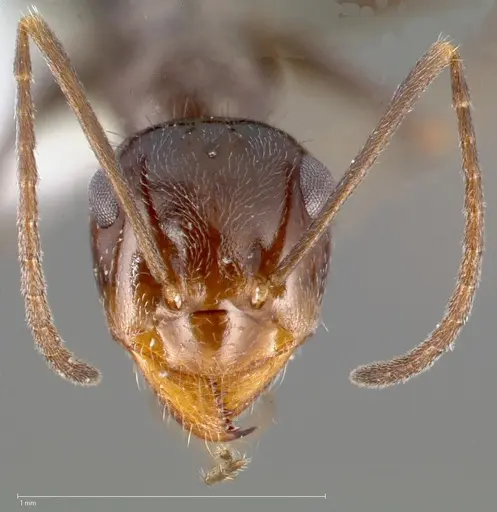 Myrmecocystus yuma specimen