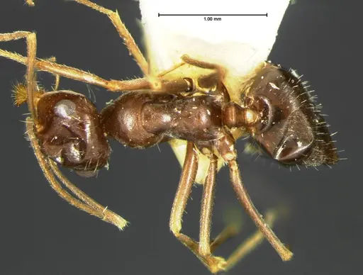 Myrmecocystus yuma - CASENT0105636