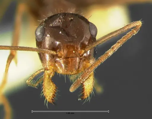 Myrmecocystus yuma - CASENT0105636