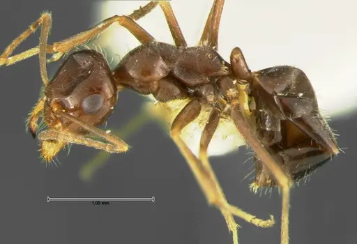 Myrmecocystus yuma - CASENT0105636