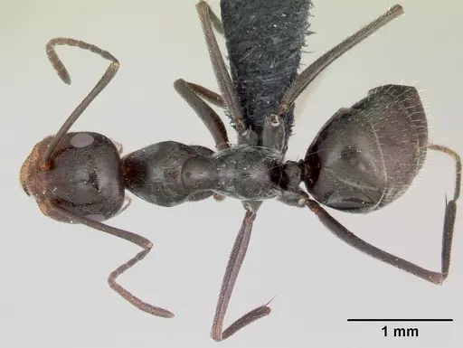 Myrmecocystus yuma - CASENT0118161