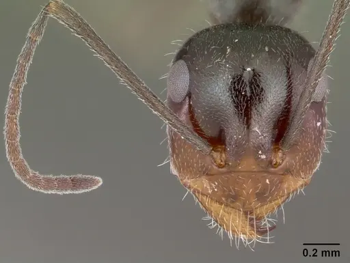 Myrmecocystus yuma - CASENT0118161