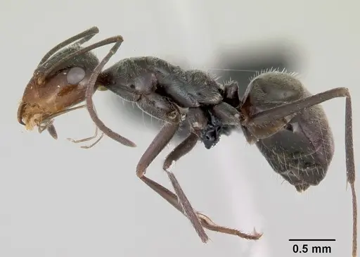 Myrmecocystus yuma - CASENT0118161