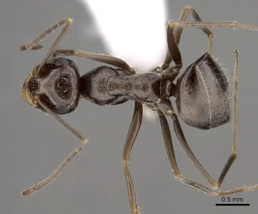 Myrmecocystus yuma - CASENT0280523