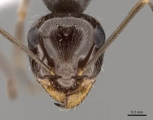 Myrmecocystus yuma - CASENT0280523