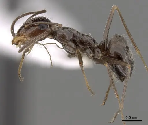 Myrmecocystus yuma - CASENT0280523