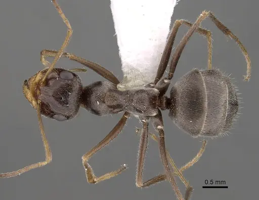 Myrmecocystus yuma - CASENT0280524