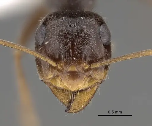 Myrmecocystus yuma - CASENT0280524