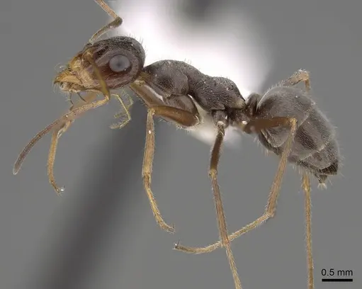 Myrmecocystus yuma - CASENT0280524