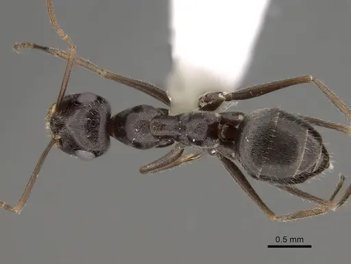 Myrmecocystus yuma - CASENT0280525