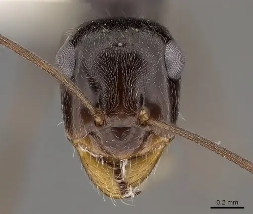 Myrmecocystus yuma - CASENT0280525