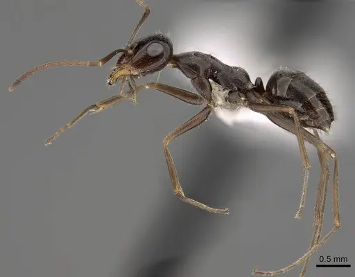 Myrmecocystus yuma - CASENT0280525