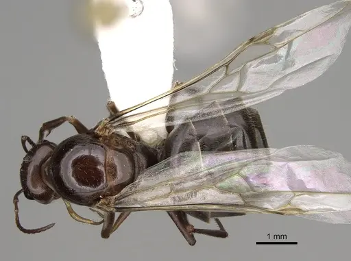 Myrmecocystus yuma - CASENT0862016