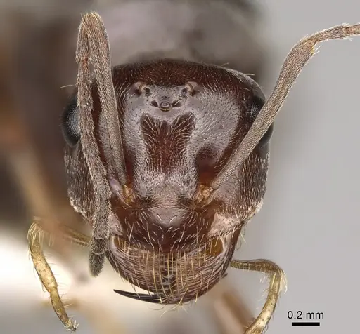 Myrmecocystus yuma - CASENT0862016