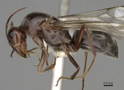 Myrmecocystus yuma - CASENT0862016