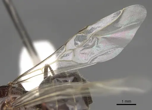 Myrmecocystus yuma - CASENT0862016