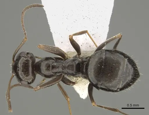 Myrmecocystus yuma - CASENT0923359