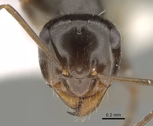 Myrmecocystus yuma - CASENT0923359