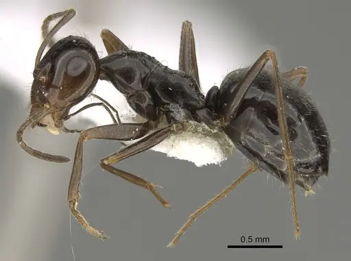 Myrmecocystus yuma - CASENT0923359
