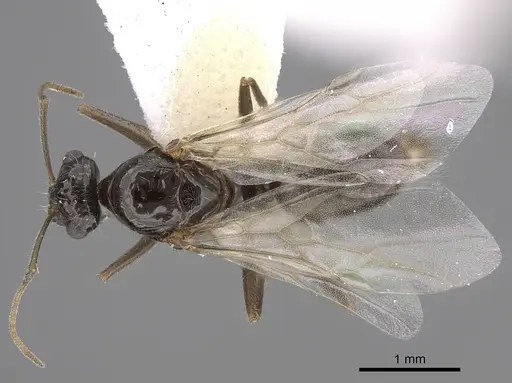 Myrmecocystus yuma - CASENT0923365