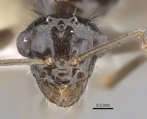 Myrmecocystus yuma - CASENT0923365