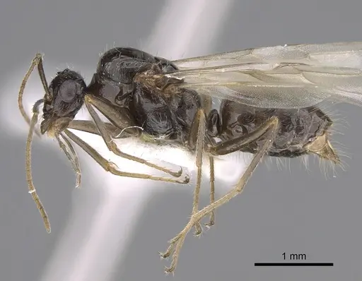 Myrmecocystus yuma - CASENT0923365