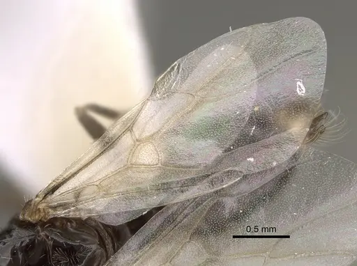 Myrmecocystus yuma - CASENT0923365