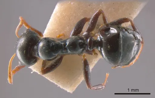 Myrmecorhynchus carteri specimen