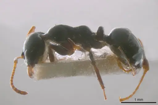 Myrmecorhynchus carteri specimen
