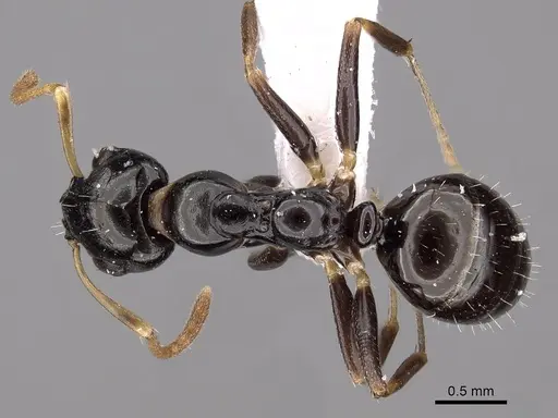 Myrmecorhynchus carteri - CASENT0280536