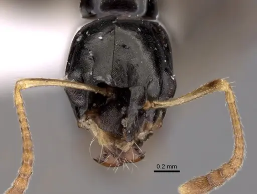 Myrmecorhynchus carteri - CASENT0280536