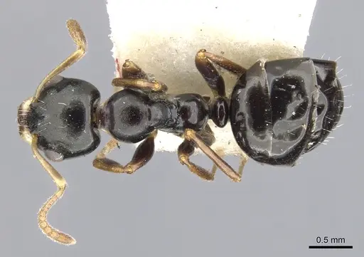 Myrmecorhynchus carteri - CASENT0903253